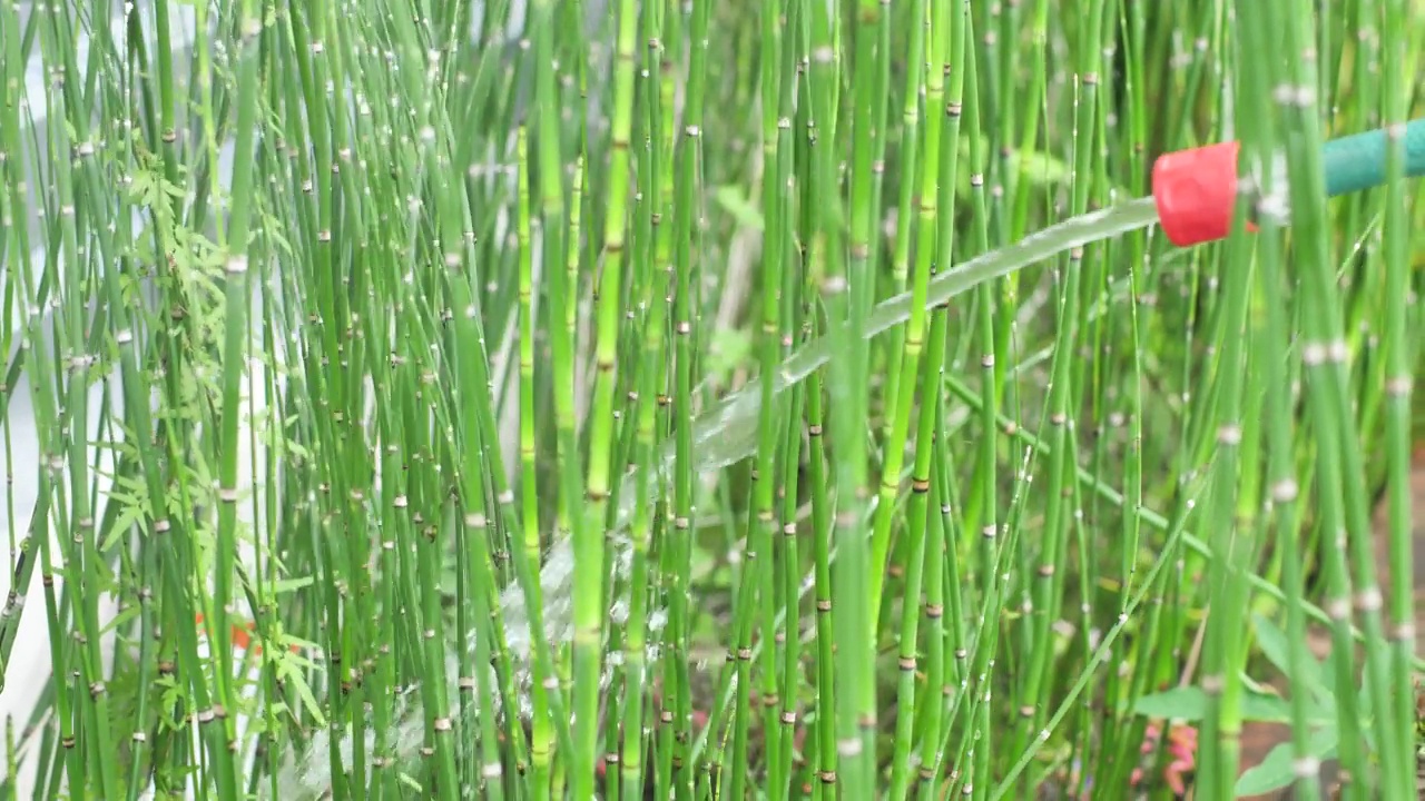 用软管和水流给绿色植物浇水。水压不强，适中。有大量的绿色植物。视频素材