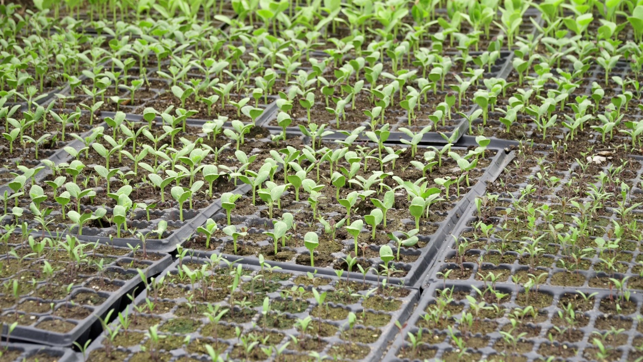 温室种植视频素材