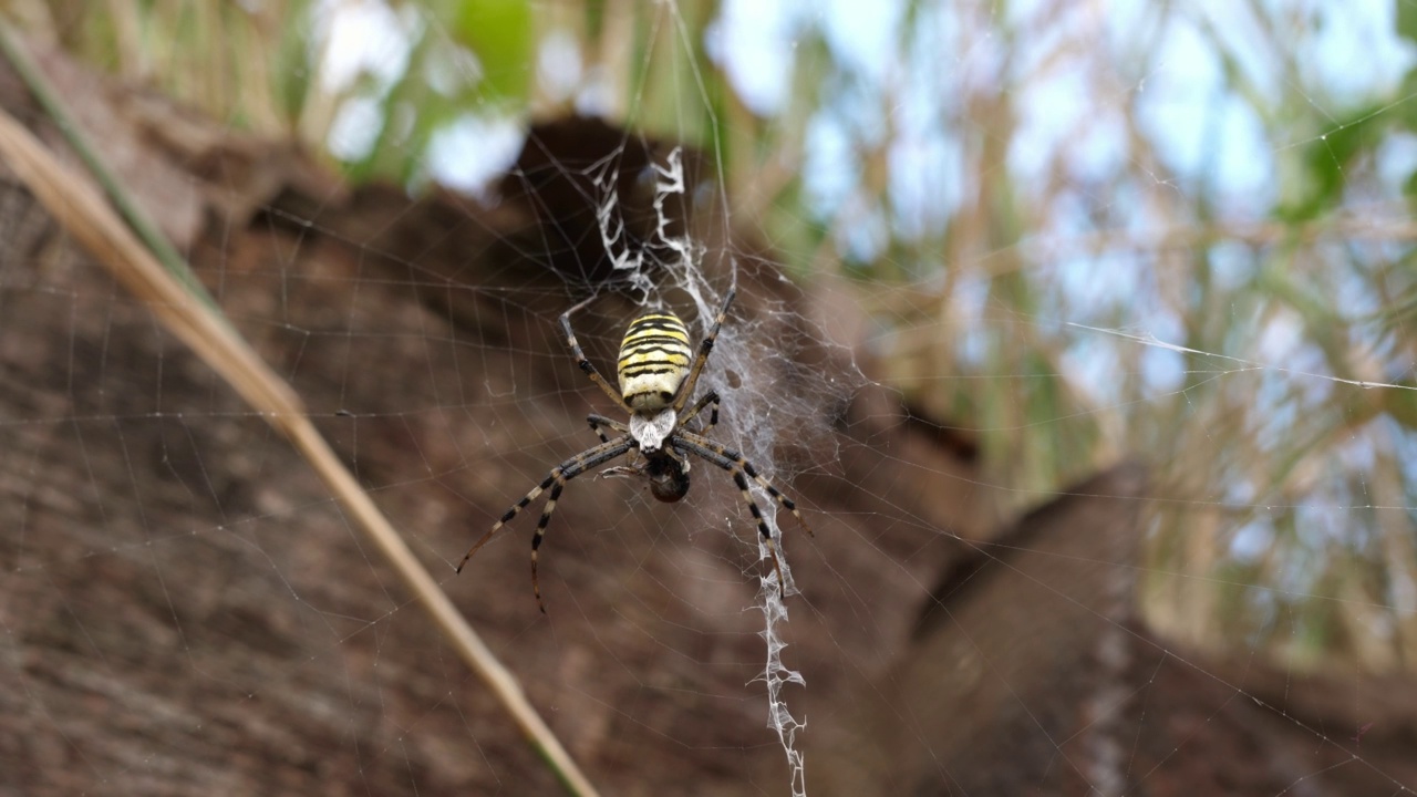 大黄蜂蜘蛛腹部有黄黑色的斑纹视频素材