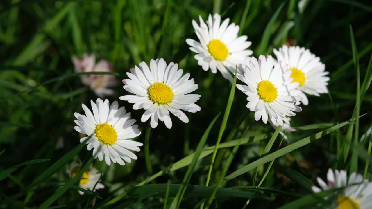 白色的雏菊紧紧地生长在田野里。白色的雏菊在草地的顶部。雏菊花草地在阳光下从上面。雏菊在春天的鲜花，花卉的背景与拷贝空间。视频素材