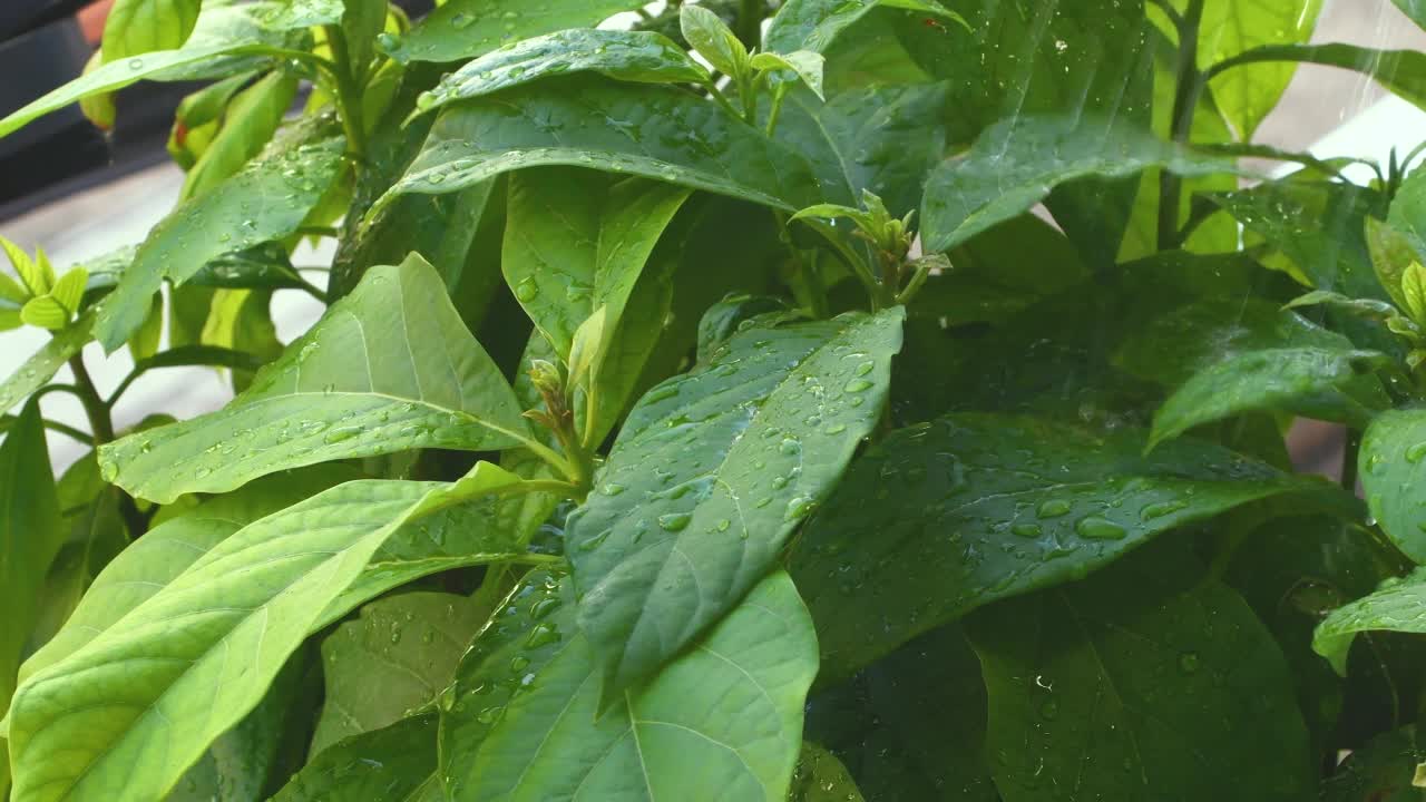 特写植物浇水。早晨新鲜的绿叶。环境和节约观念。视频下载