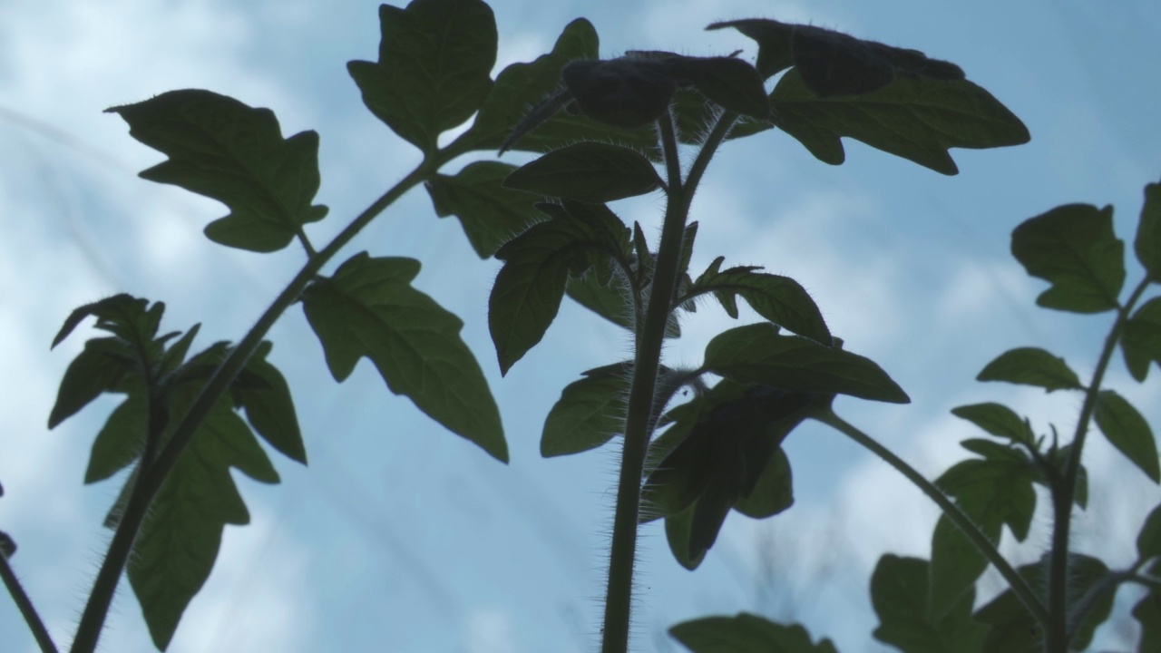 蓝色的天空映衬着一颗小小的番茄幼苗。视频素材