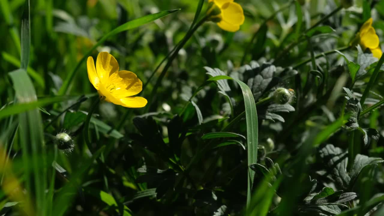 黄色的毛茛花在夏季绿色田野的背景下显得很近。一张普通毛茛花的特写。视频素材