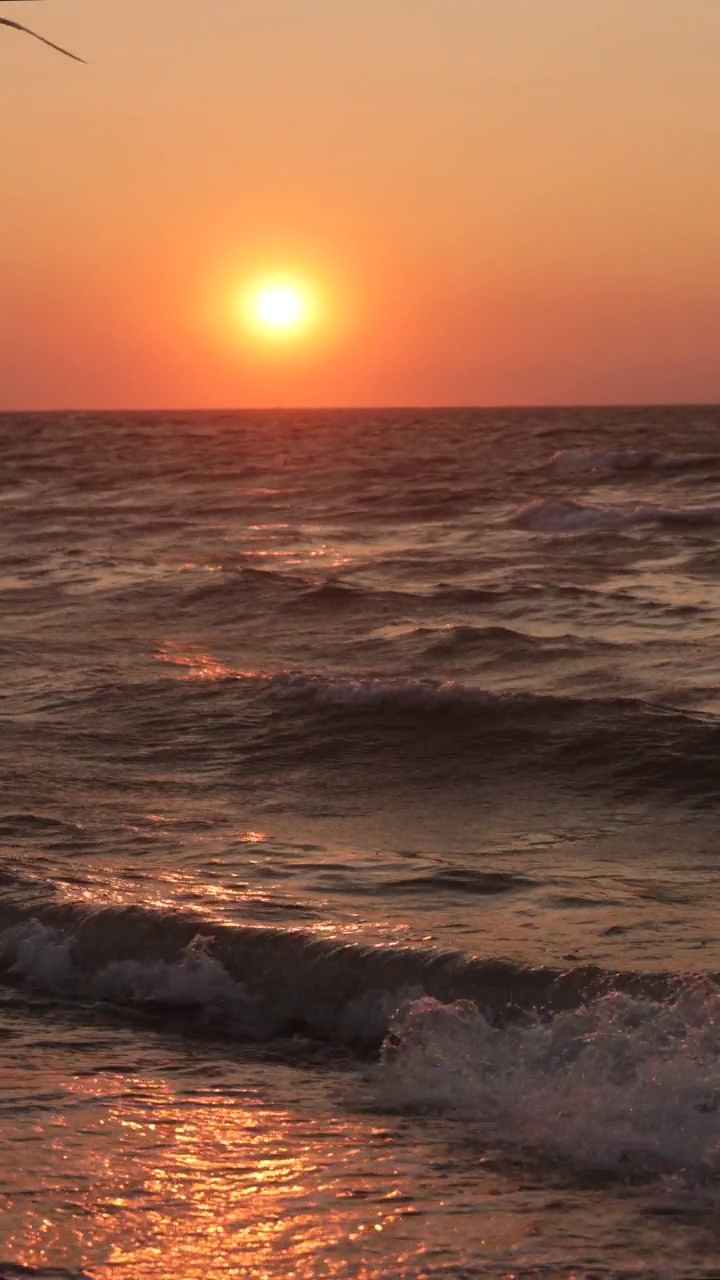 美丽的剪影日落在热带海与海鸥视频素材