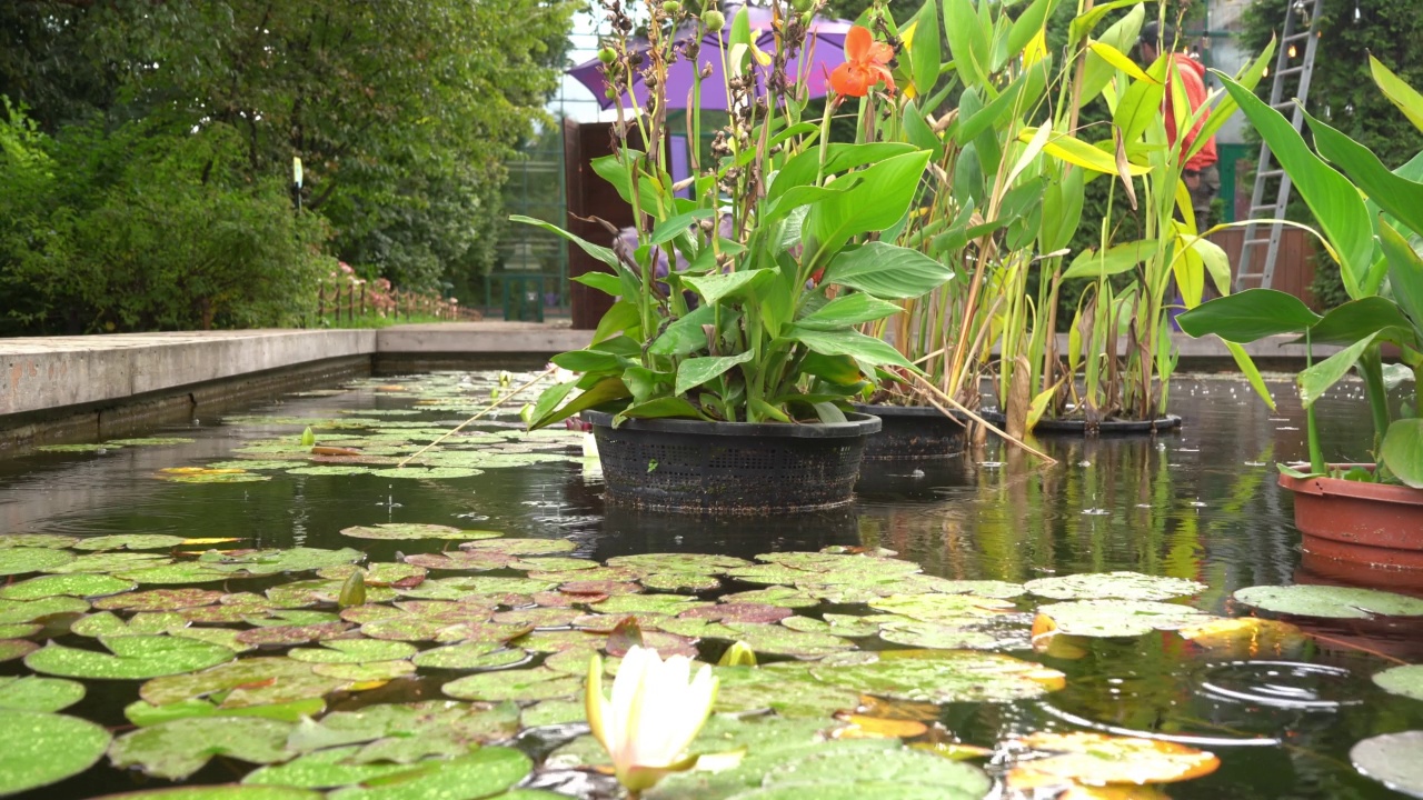 雨和池塘与水生植物视频素材