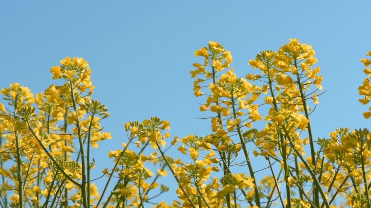 油菜籽田开花了视频素材