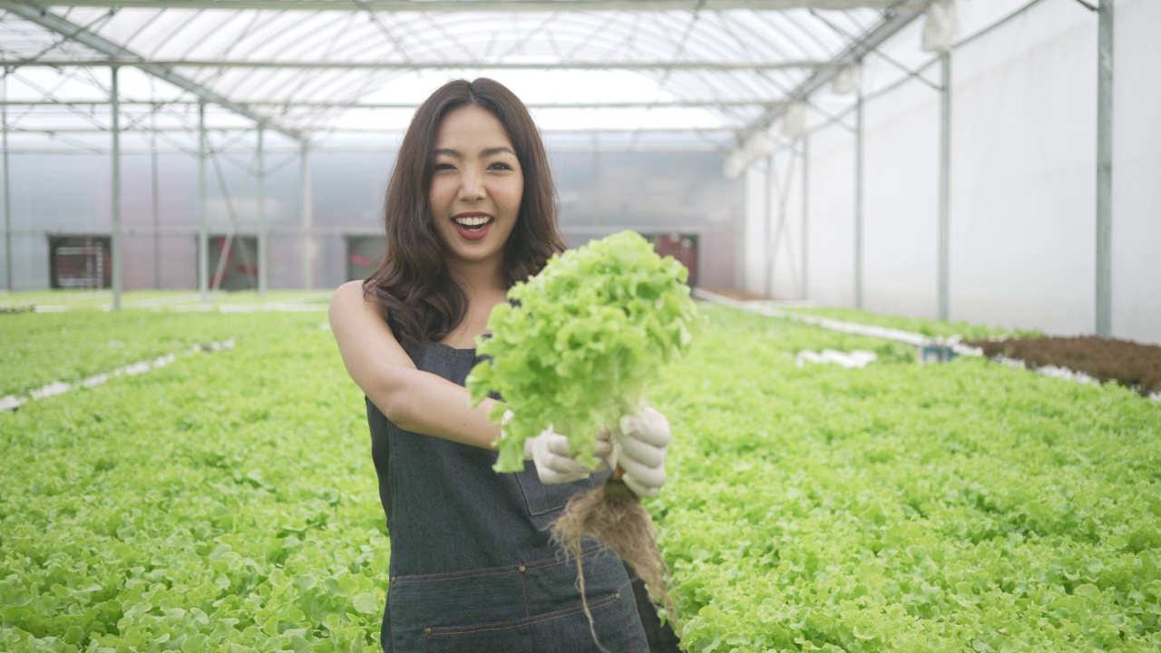 企业家在水培农场工作。温室中形成的蔬菜。视频素材