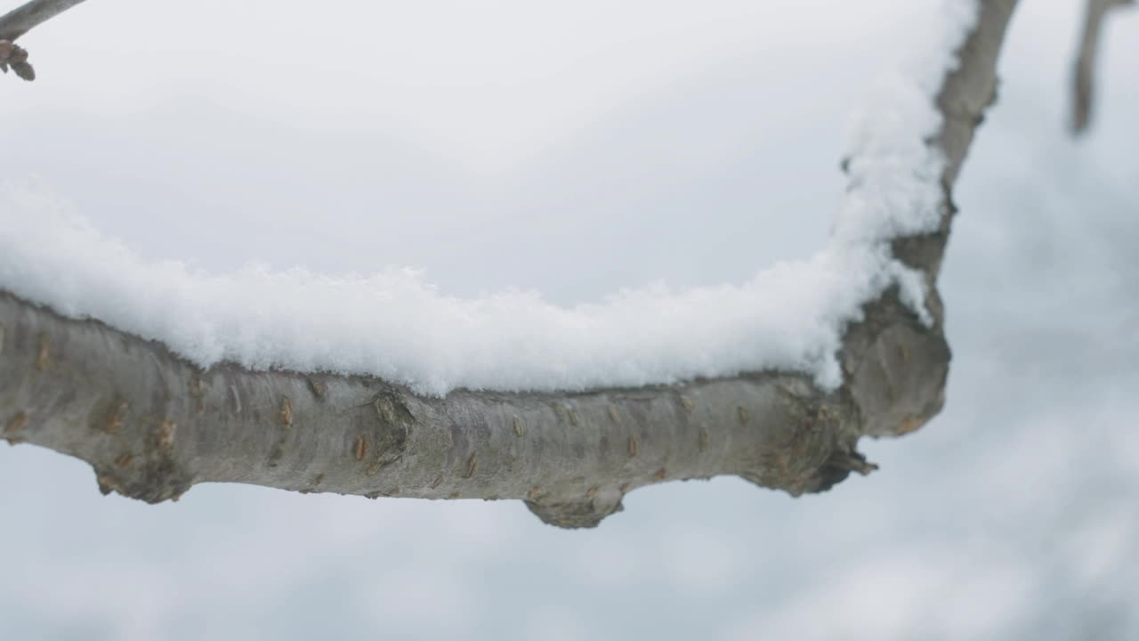 雪覆盖的树视频素材