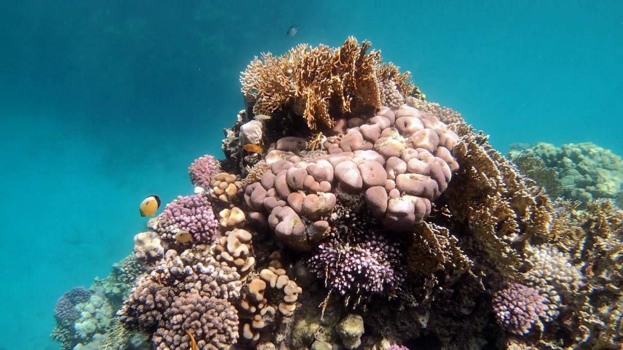 4 .有鱼和珊瑚的水下海洋生物视频素材