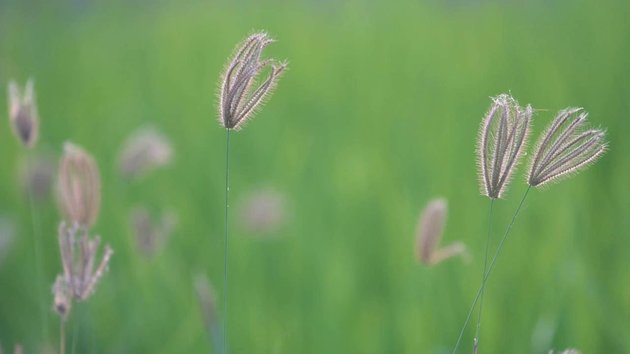 芦苇草视频素材