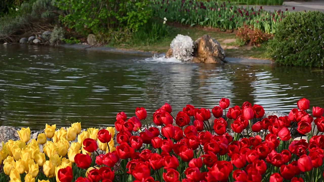 红色和黄色的郁金香花在水池花园视频素材