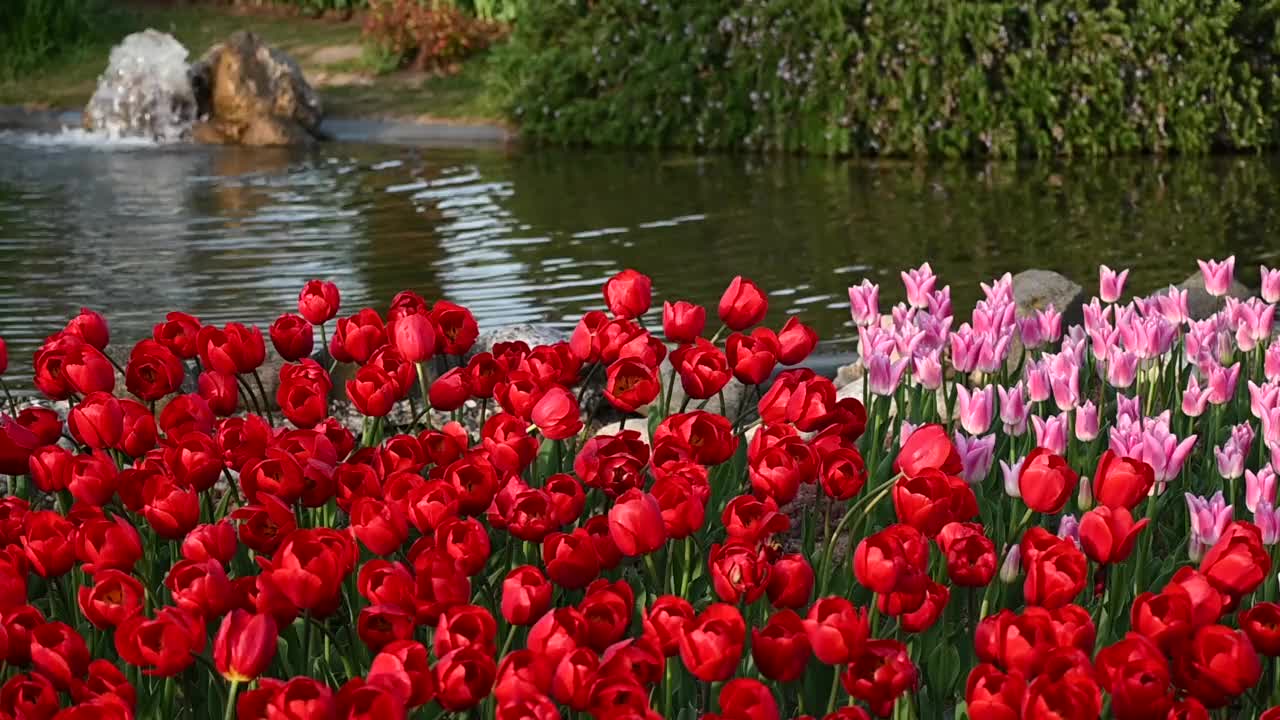 红色和粉红色的郁金香花在水池花园视频素材