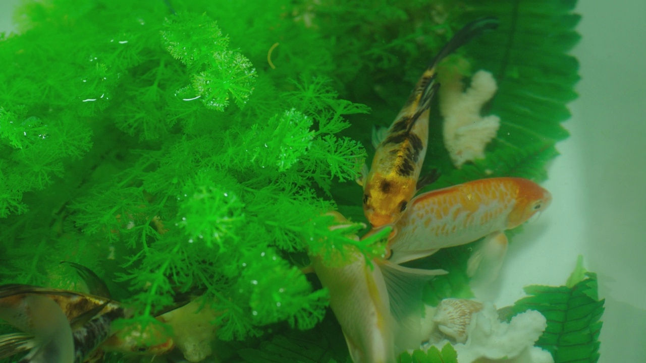 许多色彩鲜艳的鲤鱼或日本锦鲤游动游动在水族馆。水下有一群美丽的金鱼。美丽奇异的大自然，树叶，海水里的植物。特写慢动作视频素材