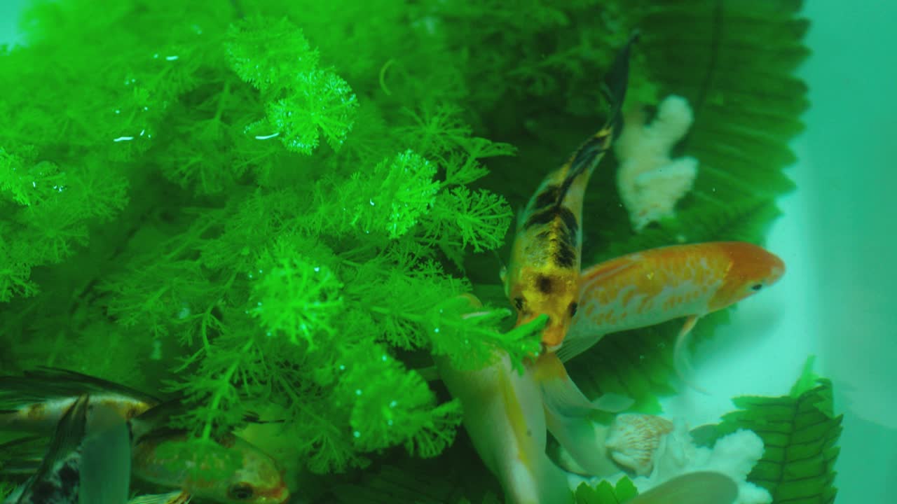 许多色彩鲜艳的鲤鱼或日本锦鲤游动游动在水族馆。水下有一群美丽的金鱼。美丽奇异的大自然，树叶，海水里的植物。特写慢动作视频下载