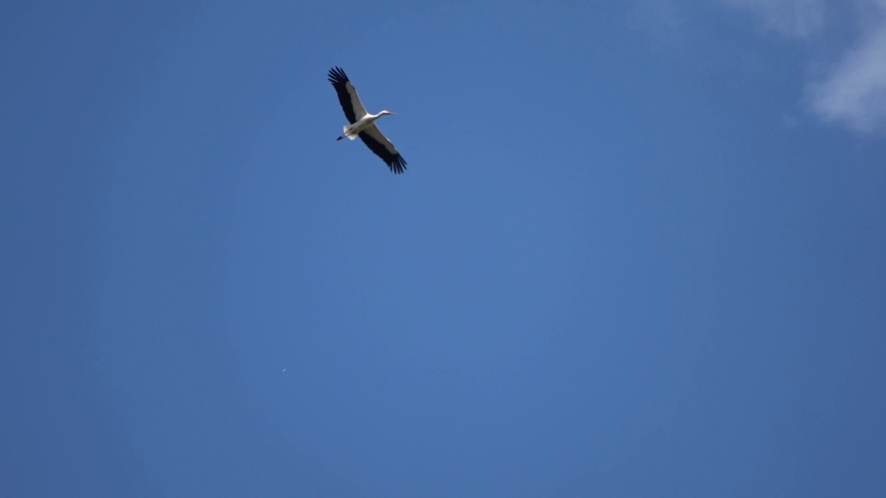 白鹳(Ciconia Ciconia)在蓝色的夜空中飞翔。视频素材