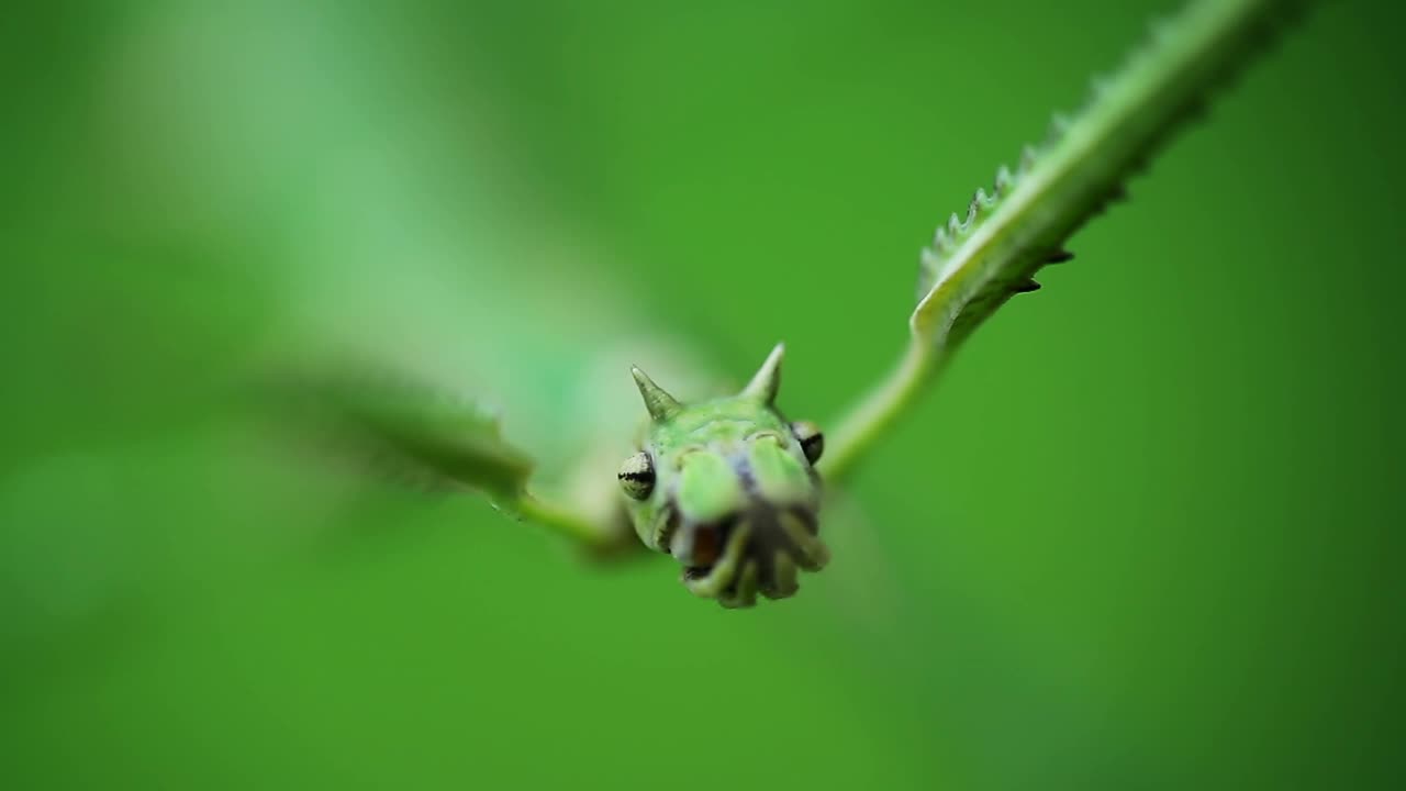 绿色手杖的微距镜头，竹节虫，水蚤的头部。动物,自然视频素材