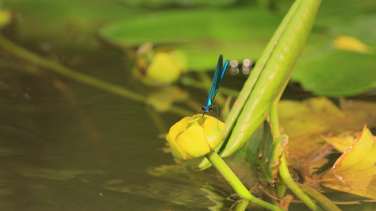 美丽的处女座凤仙鸟(Calopteryx virgo)是一种欧洲豆娘，属于凤仙鸟科。它经常在水流湍急的水域被发现，那里是它最自在的地方。视频素材