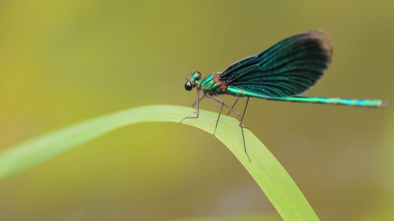 美丽的处女座凤仙鸟(Calopteryx virgo)是一种欧洲豆娘，属于凤仙鸟科。它经常在水流湍急的水域被发现，那里是它最自在的地方。视频素材