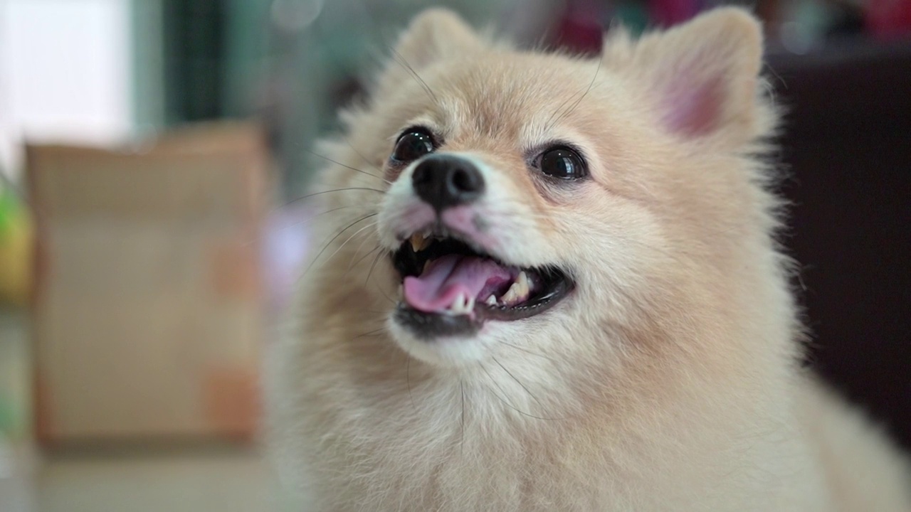 特写圆圆的动物滑稽的脸，镜头最可爱的小博美犬。可爱的宠物在家里等待主人。视频素材