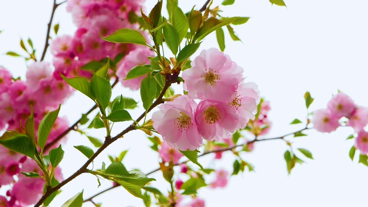 花的树。美丽的樱花在树枝上。自然粉色的花视频素材