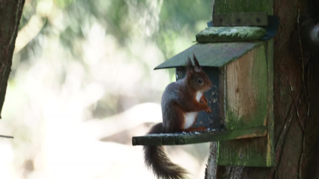 一只红松鼠，Sciurus vulgaris在一个喂食器上，在威尔士安格尔西岛的博马里斯。视频素材