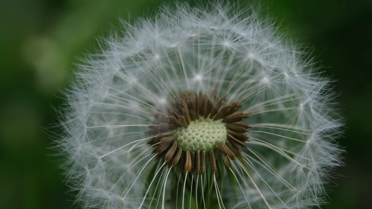 蒲公英白头。特写蒲公英种子头的宏观图像与精致的花边样的模式。蒲公英的细节照片。蒲公英封闭的花蕾蒲公英白色的花朵在绿色的草地上。视频素材