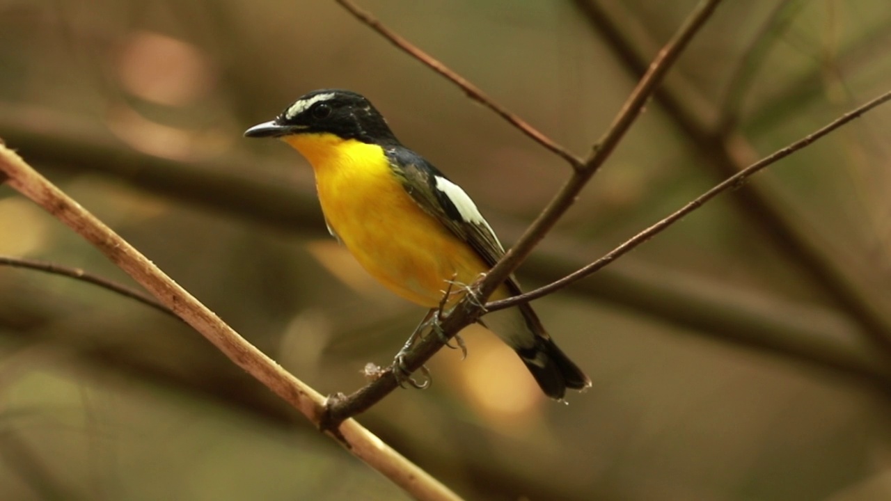 黄腰Flycatcher (Ficedula zanthopygia)漂亮的颜色视频素材