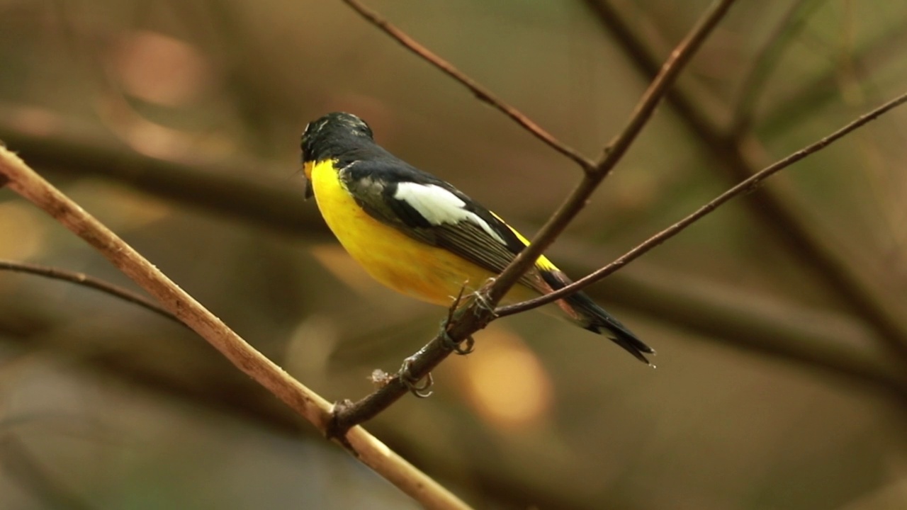 黄腰Flycatcher (Ficedula zanthopygia)漂亮的颜色视频素材