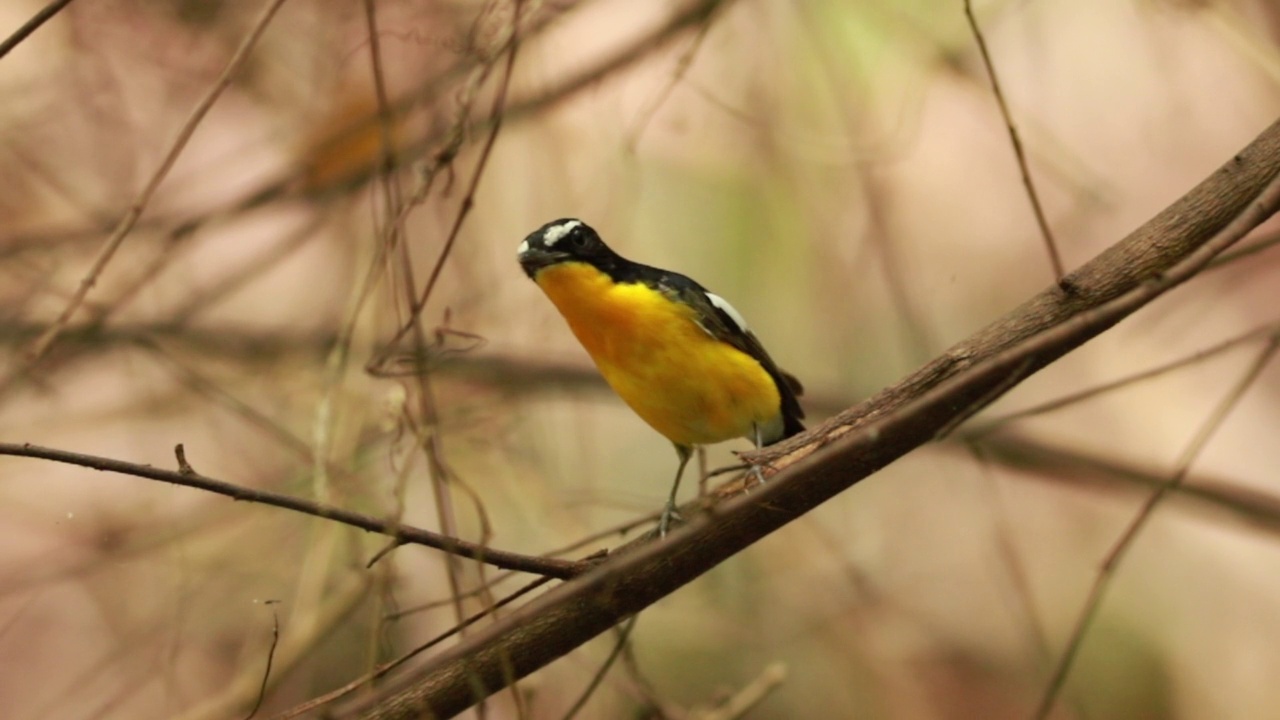 黄腰Flycatcher (Ficedula zanthopygia视频素材