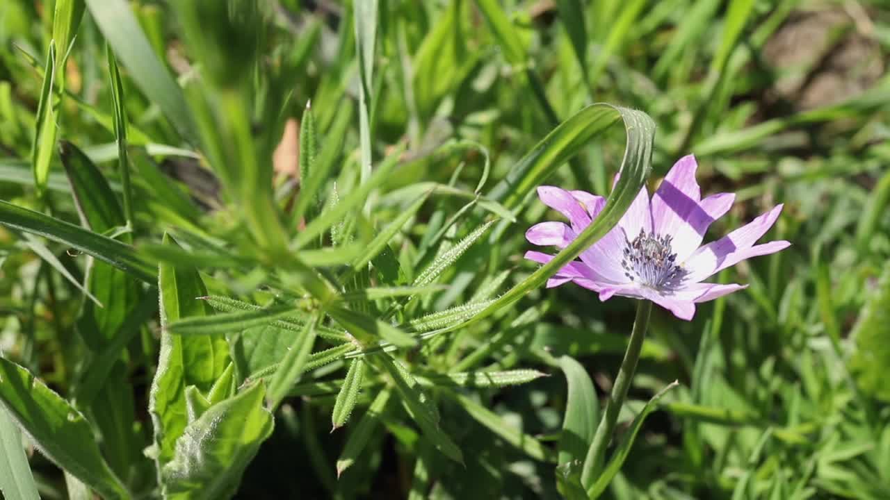 宽叶海葵的紫色花视频素材