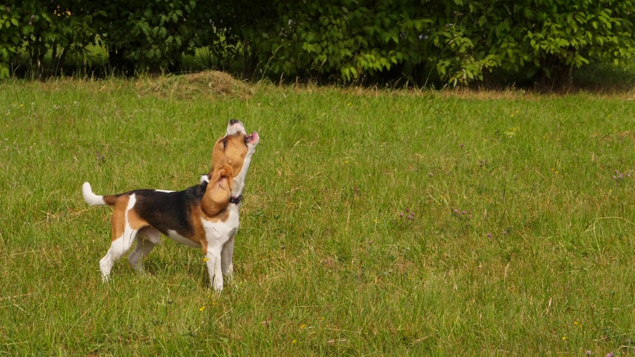 小猎兔犬说话，扬起嘴嚎叫，绿草环绕视频素材