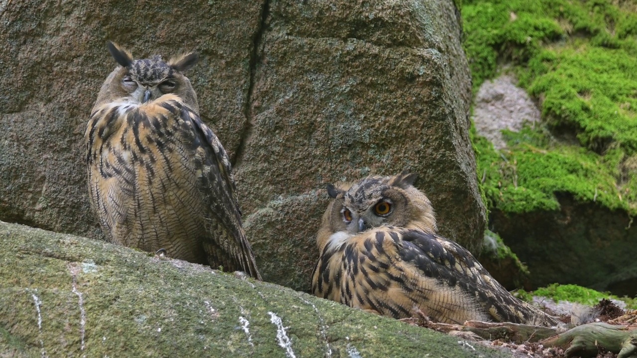 鹰鸮(Bubo Bubo)，巢中的幼鸟视频素材