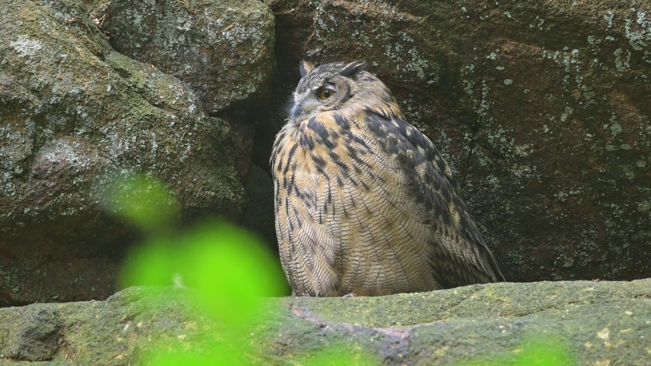 鹰鸮(Bubo Bubo)，巢中的幼鸟视频素材