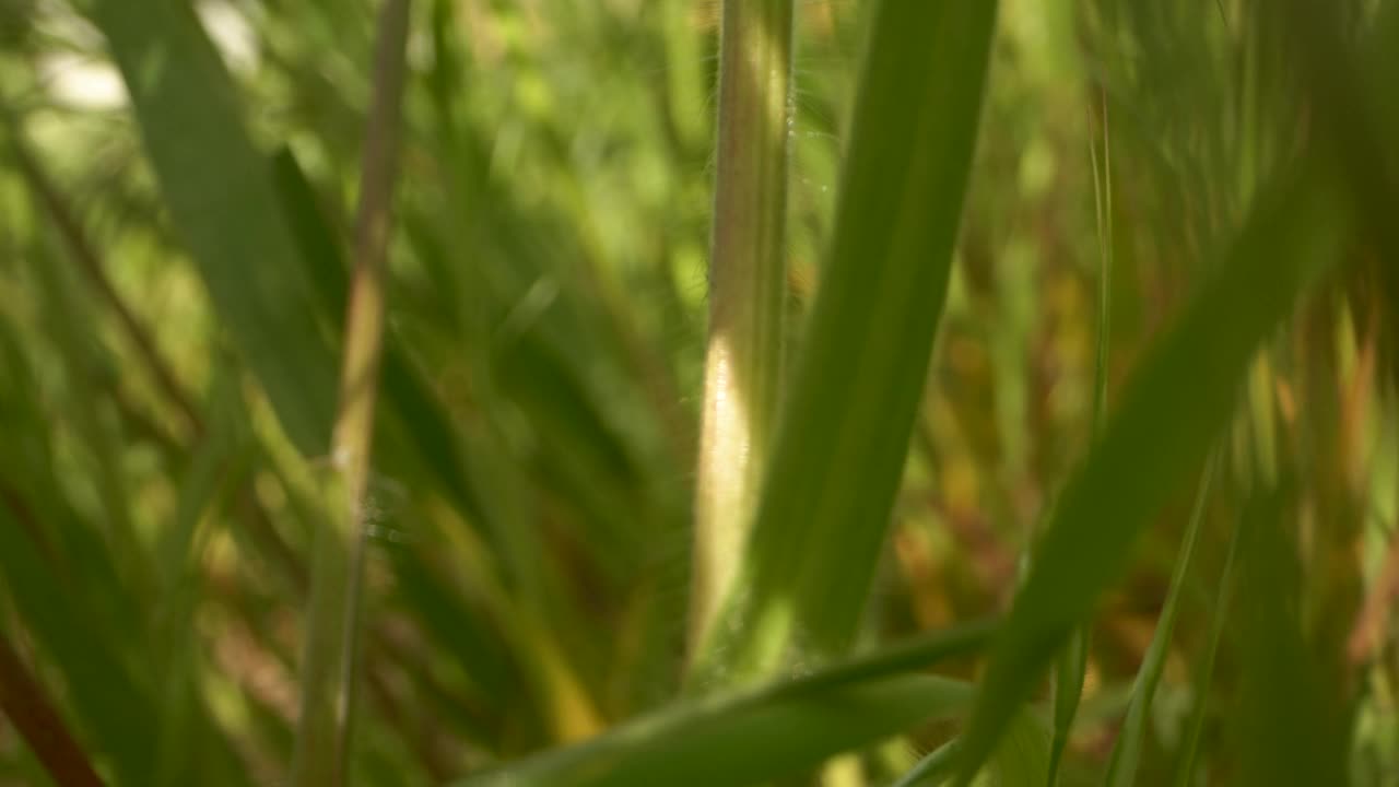 宏绿草视频素材