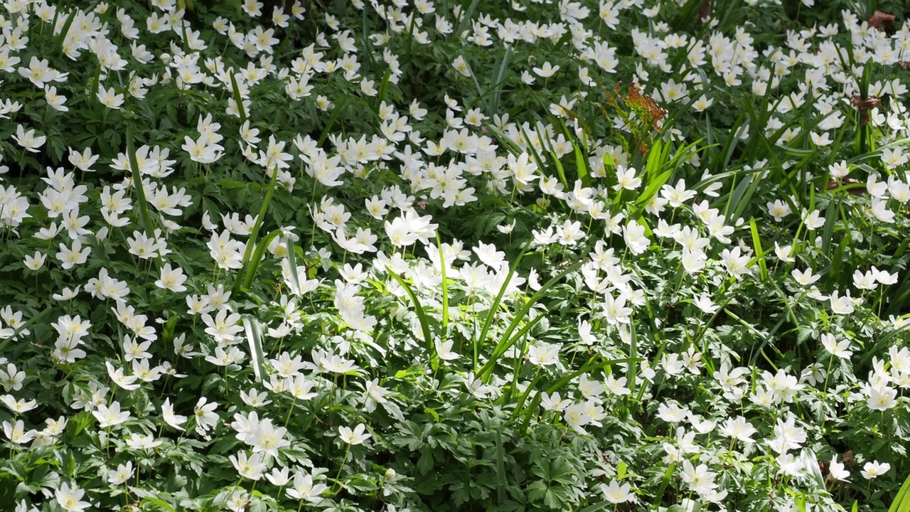 木银莲花，银莲花，在林地附近的兰格夫尼，安格尔西，英国。视频素材