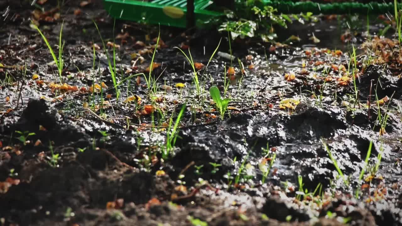 草地上洒水。后院灌溉洒水装置。可移动洒水系统浇草坪视频下载