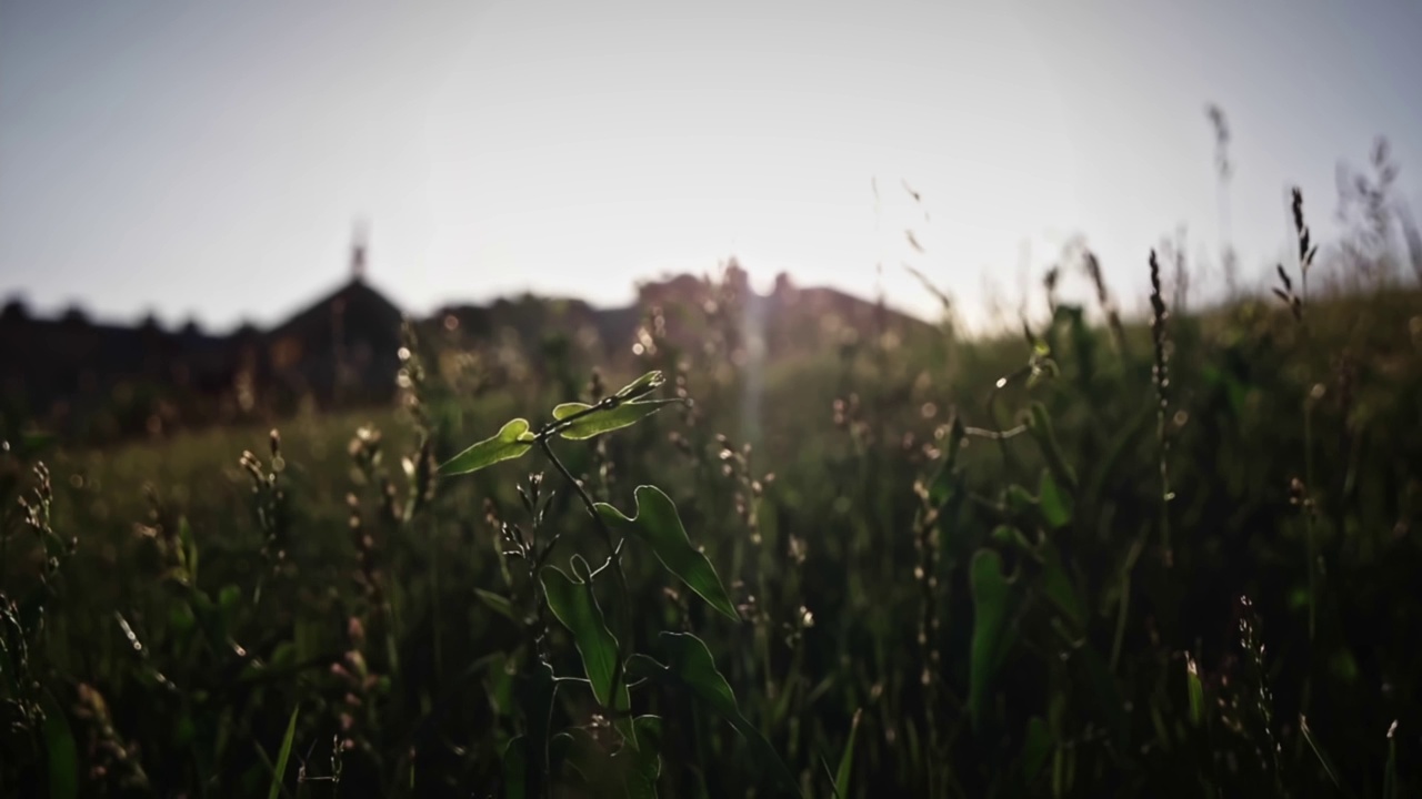 慢动作的夏季草地与小穗点燃了温暖的夏季阳光。平移。草在风中摇曳视频素材