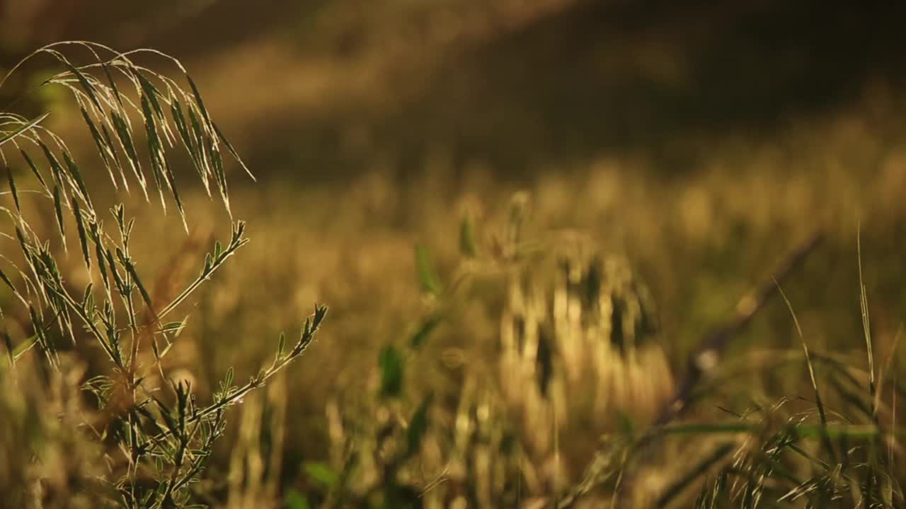 特写惊人的绿色草地摆动在精致的夏季微风慢动作。夕阳暖阳的背光视频下载