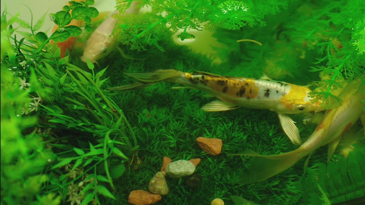 许多色彩鲜艳的鲤鱼或日本锦鲤游动游动在水族馆。水下有一群美丽的金鱼。美丽奇异的大自然，树叶，海水里的植物。特写慢动作视频下载