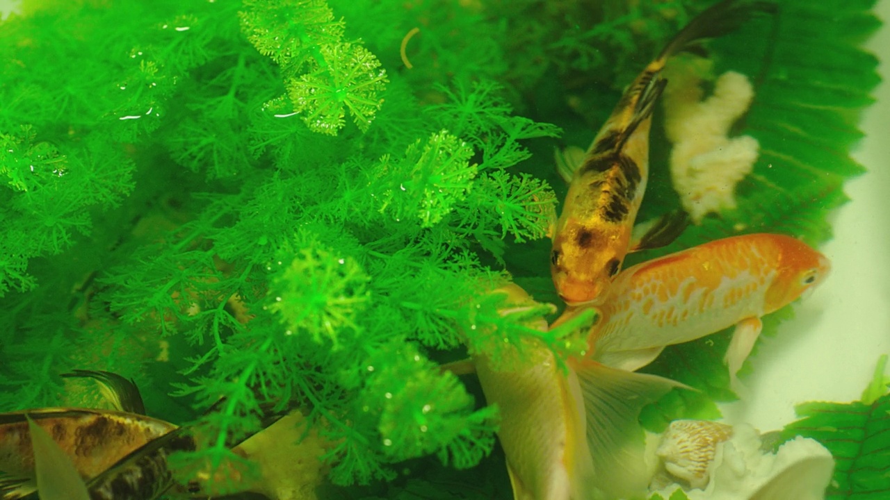 许多色彩鲜艳的鲤鱼或日本锦鲤游动游动在水族馆。水下有一群美丽的金鱼。美丽奇异的大自然，树叶，海水里的植物。特写慢动作视频素材