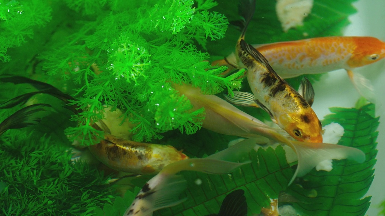 许多色彩鲜艳的鲤鱼或日本锦鲤游动游动在水族馆。水下有一群美丽的金鱼。美丽奇异的大自然，树叶，海水里的植物。特写慢动作视频素材