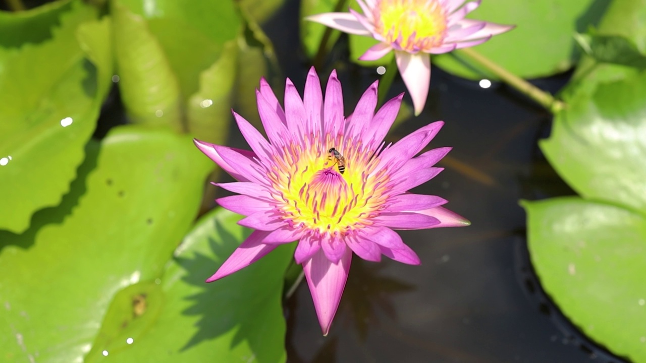 粉红色的莲花盛开，蜜蜂授粉。视频素材