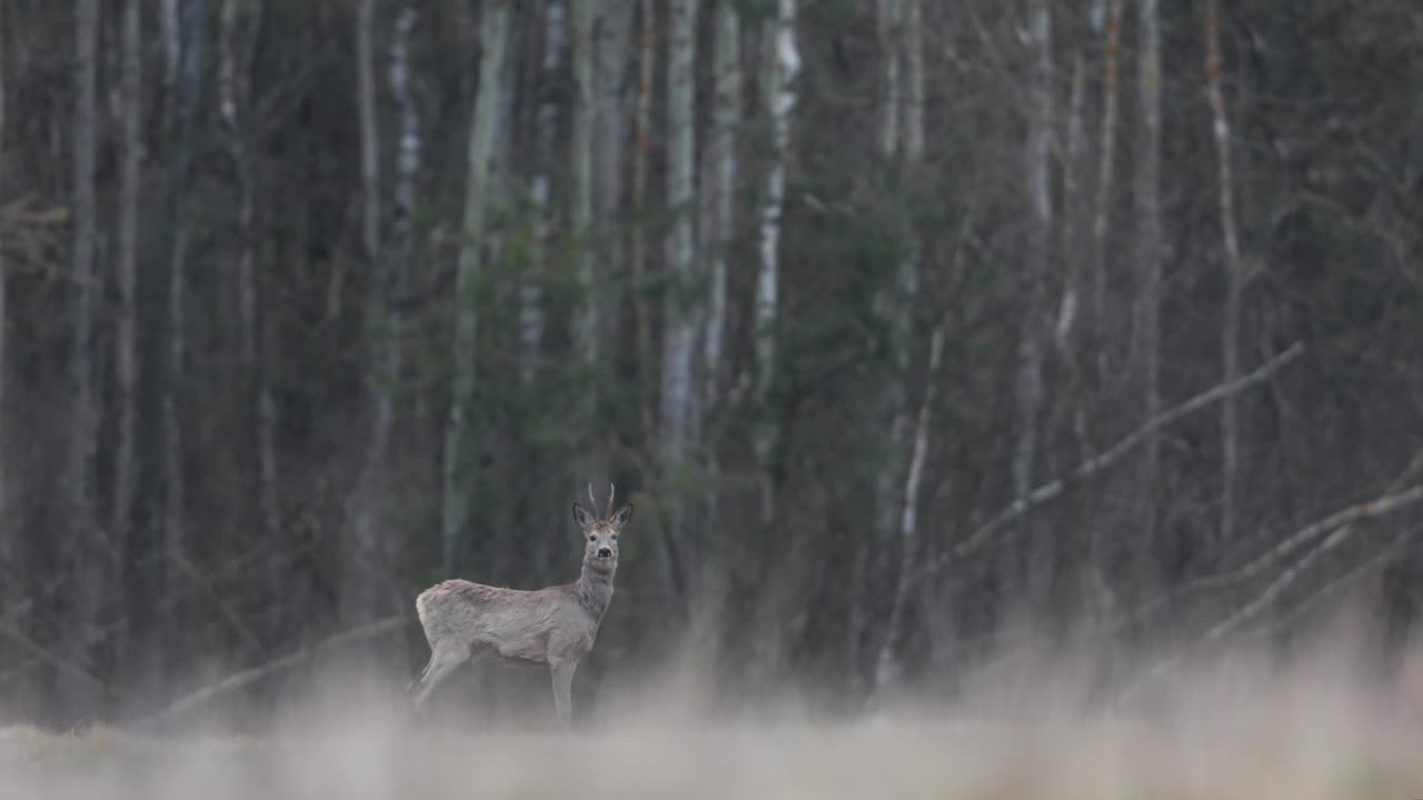 狍子（Capreolus capreolus）视频素材