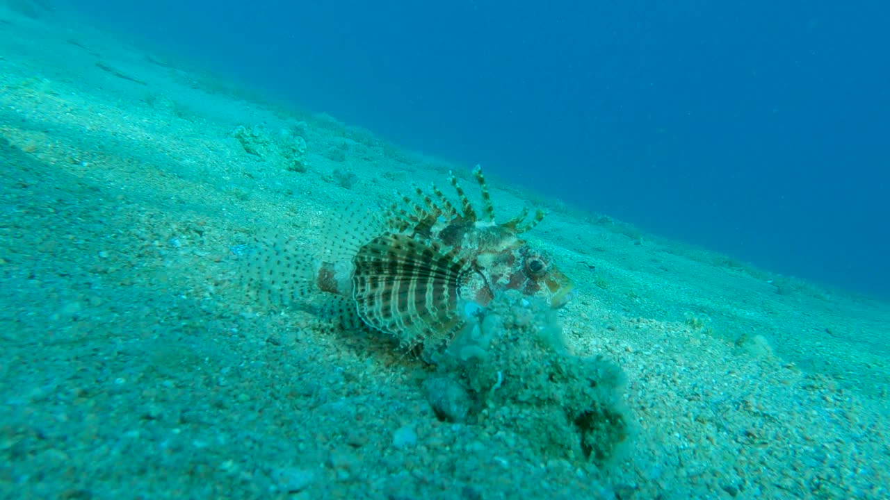 斑马鱼坐在沙底。斑马鱼，红海小狮子鱼或斑马鱼火鸡鱼- Dendrochirus Zebra, Dendrochirus hemprichi。缓慢的运动。埃及红海视频素材