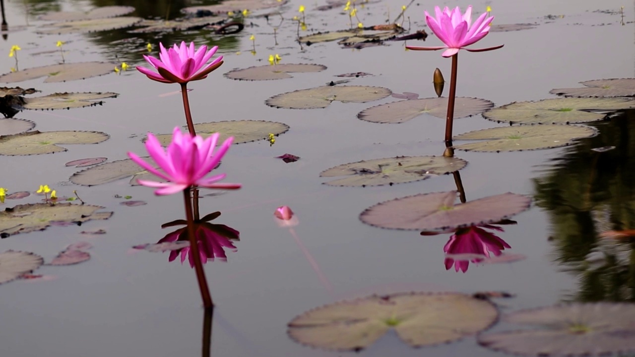 百合花，花池视频素材