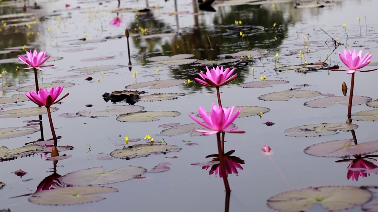 百合花，花池视频素材