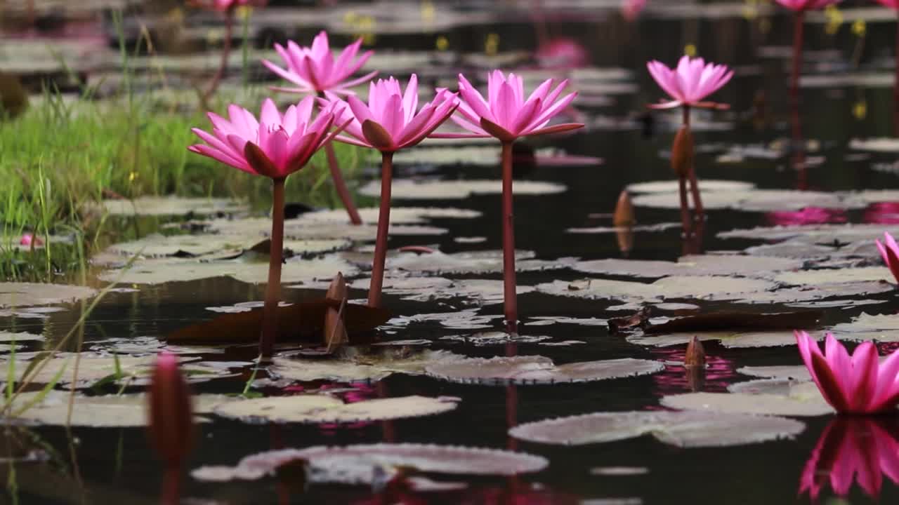 百合花，花池视频素材