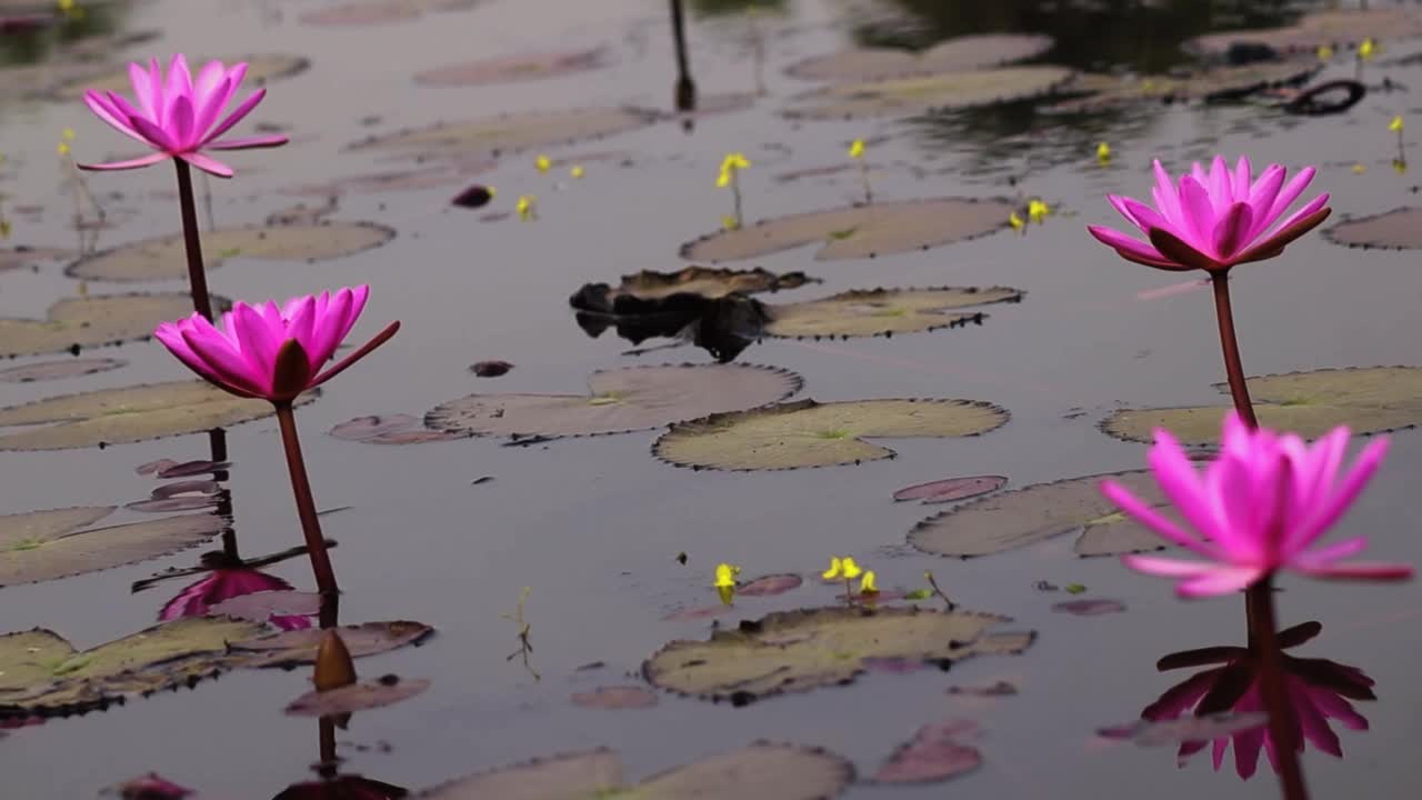 百合花，花池视频素材