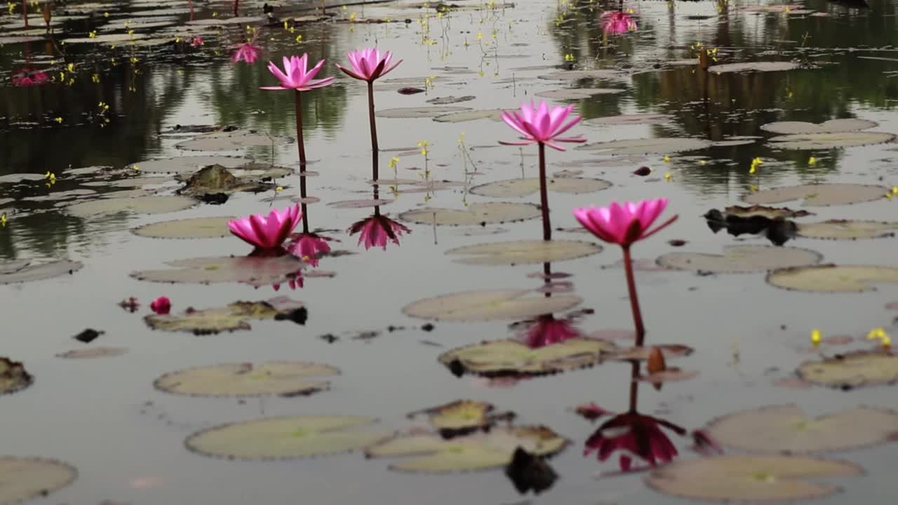 百合花，花池视频素材