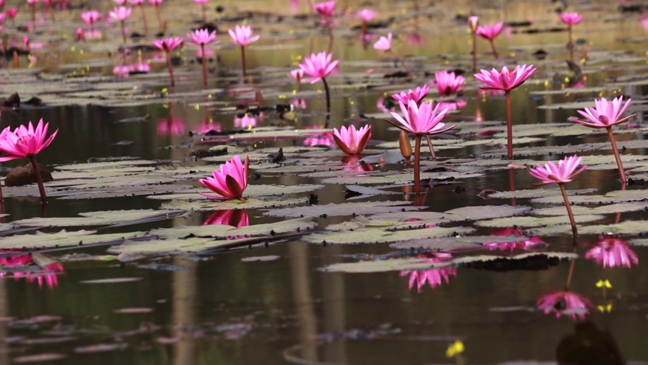 百合花，花池视频素材